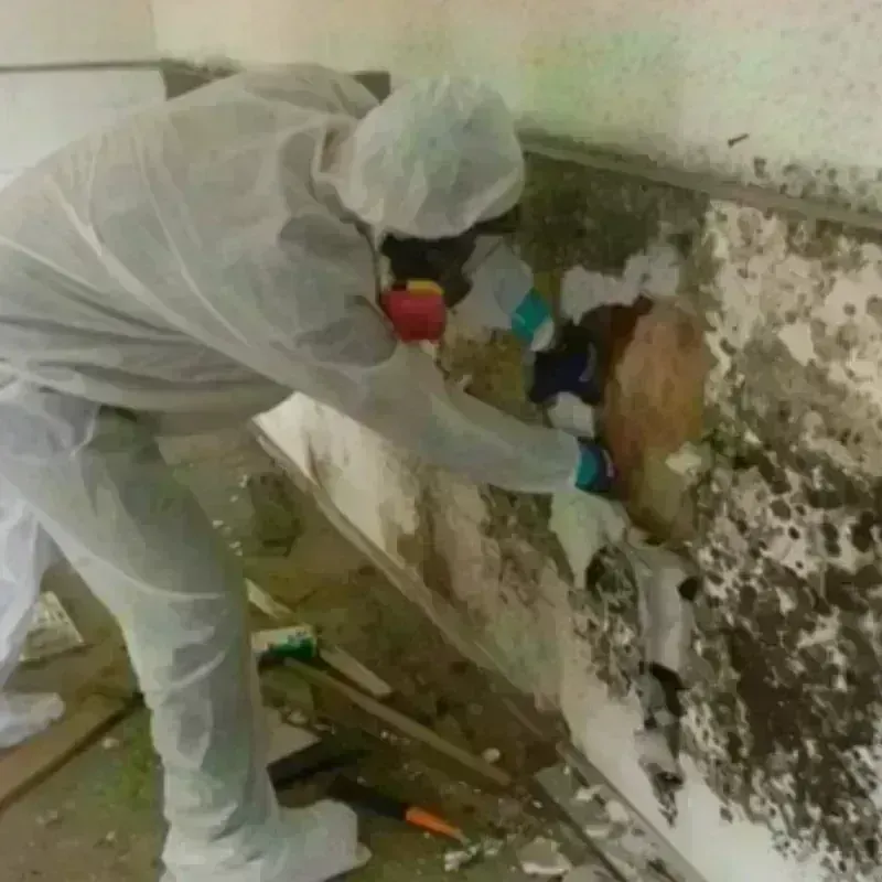 Mold Remediation and Removal in Owego, NY